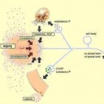 Figure 2 Hyperalgesia or hypalgesia or hyperalgia