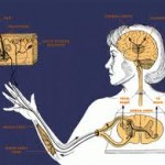 Figure 2 Nociceptors Induces Hyperalgia